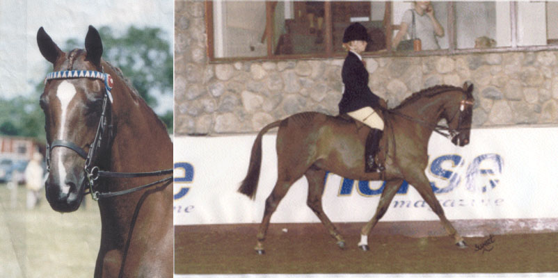 148cms SHOW PONY